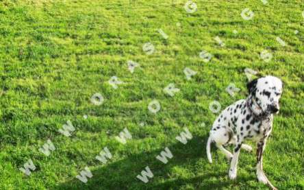 Θέματα Ημερολογίων - Διάφορα - Κωδικός:21176 - 