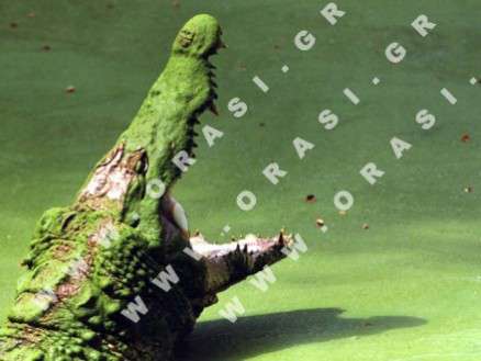 Θέματα Ημερολογίων - Διάφορα - Κωδικός:21177 - 