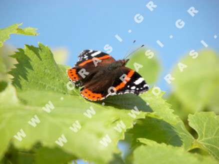 Θέματα Ημερολογίων - Διάφορα - Κωδικός:21178 - 