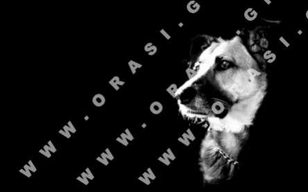 Θέματα Ημερολογίων - Διάφορα - Κωδικός:21208 - 