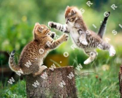 Θέματα Ημερολογίων - Διάφορα - Κωδικός:21222 - 