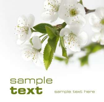 Θέματα Ημερολογίων - Φυτά - Κωδικός:19611 - 