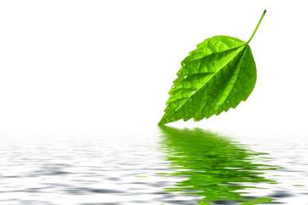 Θέματα Ημερολογίων - Φυτά - Κωδικός:19616 - 