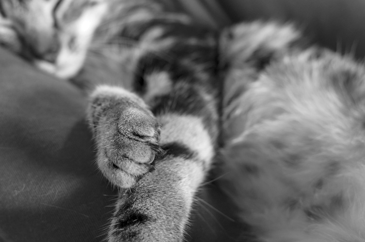 Παραβάν με ψηφιακή εκτύπωση σε βαμβακερό καμβά υψηλής ποιότητας, ειδικό για ψηφιακή εκτύπωση. Ιδανικό για διακόσμηση και σαν διαχωριστικό εσωτερικών χώρων.