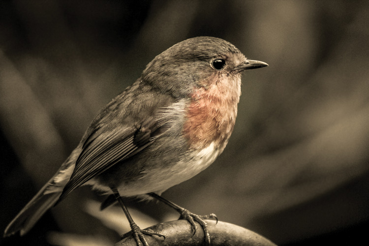 Παραβάν με ψηφιακή εκτύπωση σε βαμβακερό καμβά υψηλής ποιότητας, ειδικό για ψηφιακή εκτύπωση. Ιδανικό για διακόσμηση και σαν διαχωριστικό εσωτερικών χώρων.