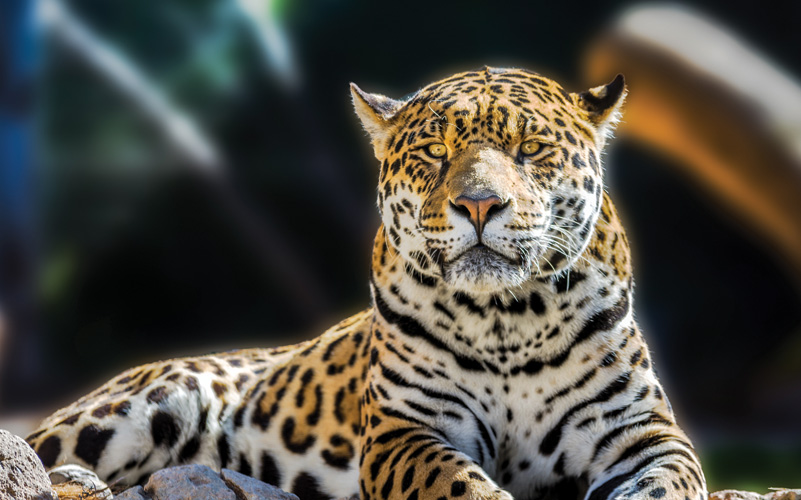 Παραβάν με ψηφιακή εκτύπωση σε βαμβακερό καμβά υψηλής ποιότητας, ειδικό για ψηφιακή εκτύπωση. Ιδανικό για διακόσμηση και σαν διαχωριστικό εσωτερικών χώρων.