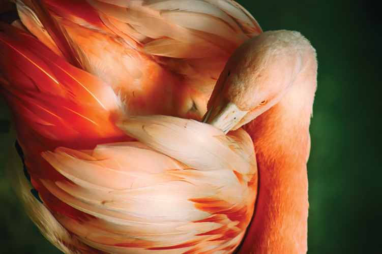 Παραβάν με ψηφιακή εκτύπωση σε βαμβακερό καμβά υψηλής ποιότητας, ειδικό για ψηφιακή εκτύπωση. Ιδανικό για διακόσμηση και σαν διαχωριστικό εσωτερικών χώρων.