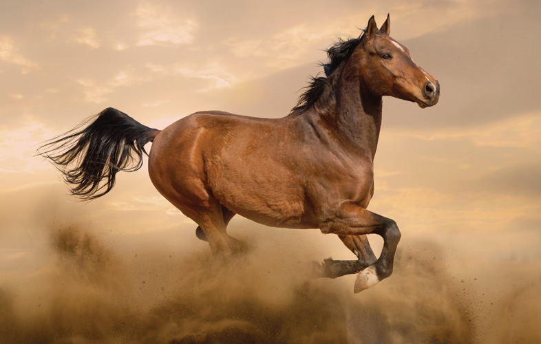 Παραβάν με ψηφιακή εκτύπωση σε βαμβακερό καμβά υψηλής ποιότητας, ειδικό για ψηφιακή εκτύπωση. Ιδανικό για διακόσμηση και σαν διαχωριστικό εσωτερικών χώρων.