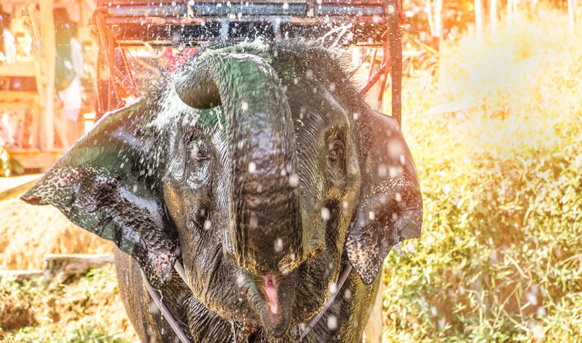 Παραβάν με ψηφιακή εκτύπωση σε βαμβακερό καμβά υψηλής ποιότητας, ειδικό για ψηφιακή εκτύπωση. Ιδανικό για διακόσμηση και σαν διαχωριστικό εσωτερικών χώρων.