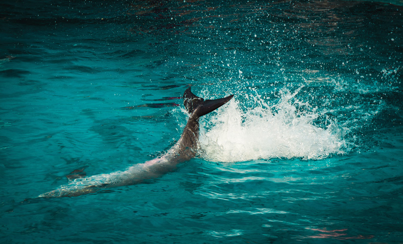 Παραβάν με ψηφιακή εκτύπωση σε βαμβακερό καμβά υψηλής ποιότητας, ειδικό για ψηφιακή εκτύπωση. Ιδανικό για διακόσμηση και σαν διαχωριστικό εσωτερικών χώρων.