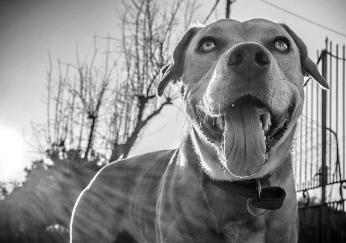 Παραβάν με ψηφιακή εκτύπωση σε βαμβακερό καμβά υψηλής ποιότητας, ειδικό για ψηφιακή εκτύπωση. Ιδανικό για διακόσμηση και σαν διαχωριστικό εσωτερικών χώρων.