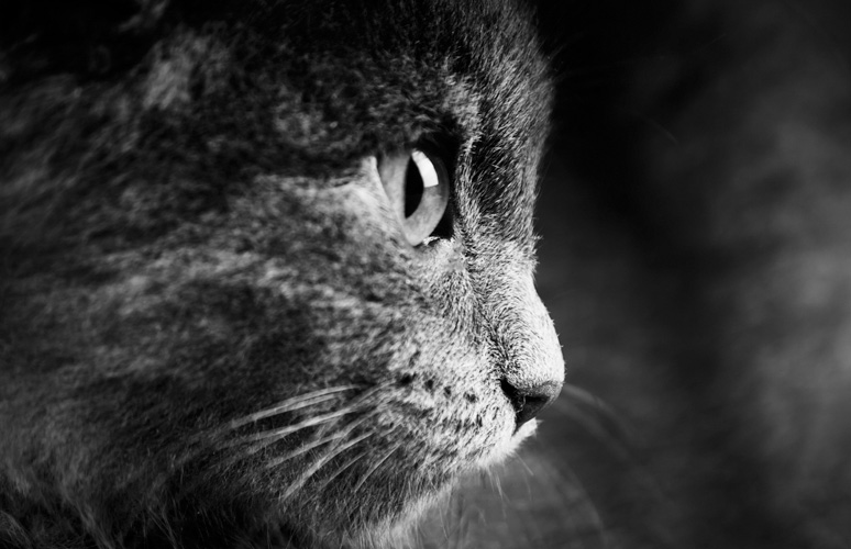 Παραβάν με ψηφιακή εκτύπωση σε βαμβακερό καμβά υψηλής ποιότητας, ειδικό για ψηφιακή εκτύπωση. Ιδανικό για διακόσμηση και σαν διαχωριστικό εσωτερικών χώρων.