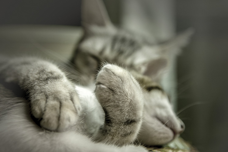 Παραβάν με ψηφιακή εκτύπωση σε βαμβακερό καμβά υψηλής ποιότητας, ειδικό για ψηφιακή εκτύπωση. Ιδανικό για διακόσμηση και σαν διαχωριστικό εσωτερικών χώρων.