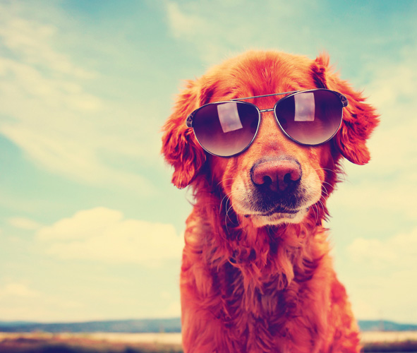 Παραβάν με ψηφιακή εκτύπωση σε βαμβακερό καμβά υψηλής ποιότητας, ειδικό για ψηφιακή εκτύπωση. Ιδανικό για διακόσμηση και σαν διαχωριστικό εσωτερικών χώρων.