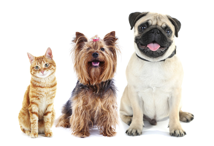 Παραβάν με ψηφιακή εκτύπωση σε βαμβακερό καμβά υψηλής ποιότητας, ειδικό για ψηφιακή εκτύπωση. Ιδανικό για διακόσμηση και σαν διαχωριστικό εσωτερικών χώρων.