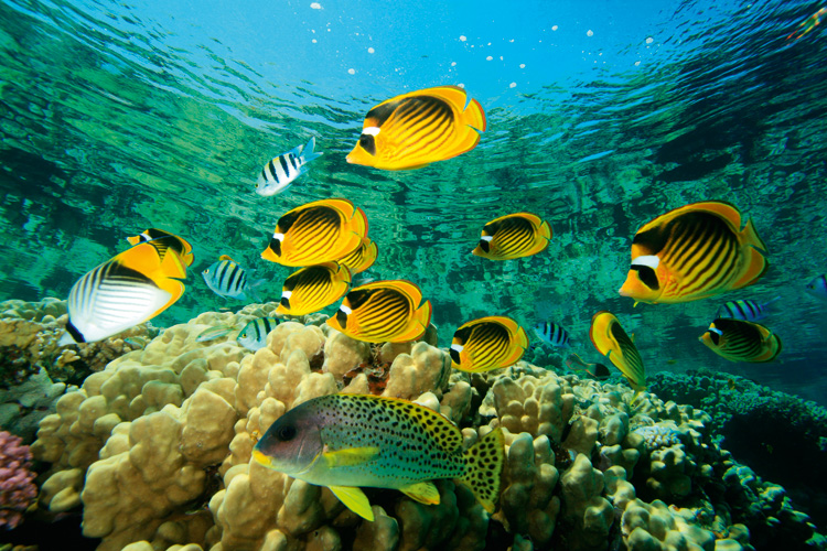 Παραβάν με ψηφιακή εκτύπωση σε βαμβακερό καμβά υψηλής ποιότητας, ειδικό για ψηφιακή εκτύπωση. Ιδανικό για διακόσμηση και σαν διαχωριστικό εσωτερικών χώρων.