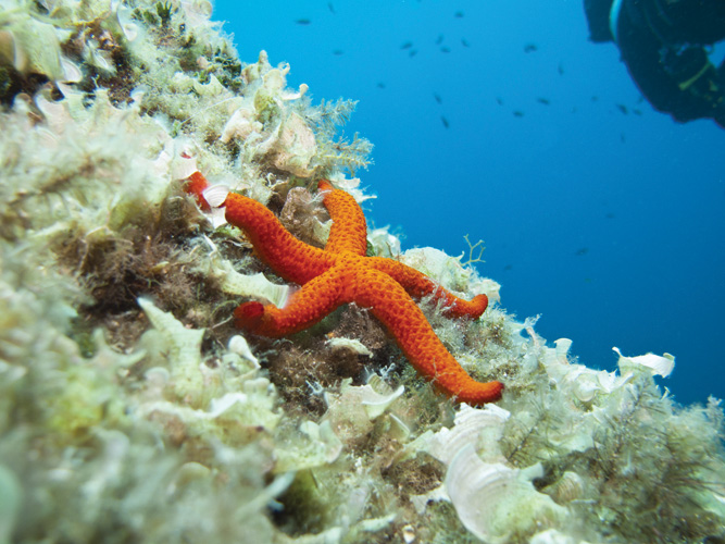 Παραβάν με ψηφιακή εκτύπωση σε βαμβακερό καμβά υψηλής ποιότητας, ειδικό για ψηφιακή εκτύπωση. Ιδανικό για διακόσμηση και σαν διαχωριστικό εσωτερικών χώρων.