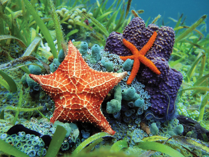 Παραβάν με ψηφιακή εκτύπωση σε βαμβακερό καμβά υψηλής ποιότητας, ειδικό για ψηφιακή εκτύπωση. Ιδανικό για διακόσμηση και σαν διαχωριστικό εσωτερικών χώρων.