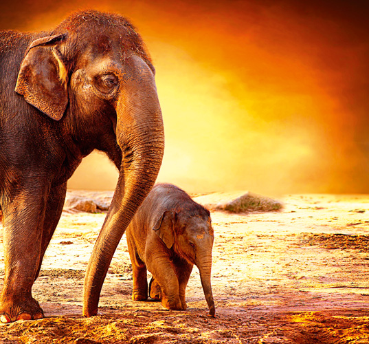 Παραβάν με ψηφιακή εκτύπωση σε βαμβακερό καμβά υψηλής ποιότητας, ειδικό για ψηφιακή εκτύπωση. Ιδανικό για διακόσμηση και σαν διαχωριστικό εσωτερικών χώρων.