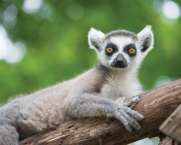Παραβάν με ψηφιακή εκτύπωση σε βαμβακερό καμβά υψηλής ποιότητας, ειδικό για ψηφιακή εκτύπωση. Ιδανικό για διακόσμηση και σαν διαχωριστικό εσωτερικών χώρων.