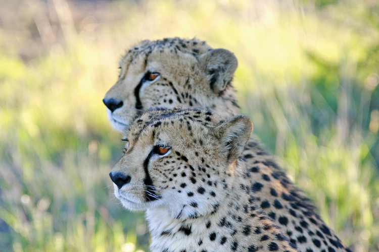 Παραβάν με ψηφιακή εκτύπωση σε βαμβακερό καμβά υψηλής ποιότητας, ειδικό για ψηφιακή εκτύπωση. Ιδανικό για διακόσμηση και σαν διαχωριστικό εσωτερικών χώρων.
