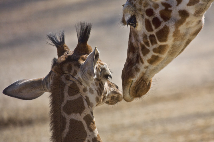 Παραβάν με ψηφιακή εκτύπωση σε βαμβακερό καμβά υψηλής ποιότητας, ειδικό για ψηφιακή εκτύπωση. Ιδανικό για διακόσμηση και σαν διαχωριστικό εσωτερικών χώρων.
