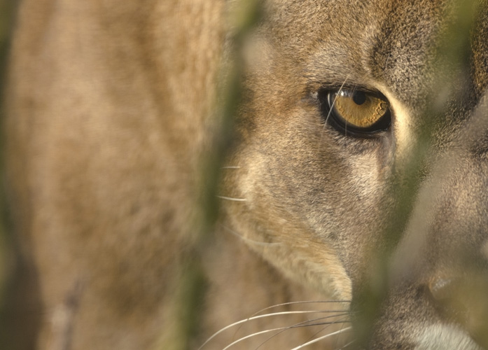 Παραβάν με ψηφιακή εκτύπωση σε βαμβακερό καμβά υψηλής ποιότητας, ειδικό για ψηφιακή εκτύπωση. Ιδανικό για διακόσμηση και σαν διαχωριστικό εσωτερικών χώρων.