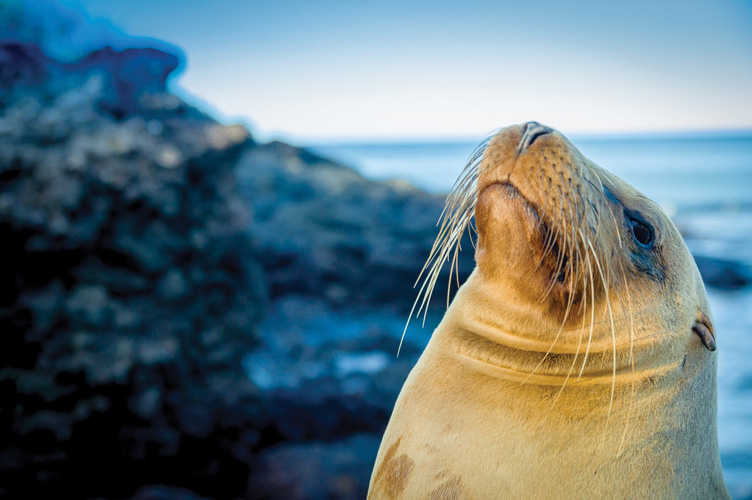 Παραβάν με ψηφιακή εκτύπωση σε βαμβακερό καμβά υψηλής ποιότητας, ειδικό για ψηφιακή εκτύπωση. Ιδανικό για διακόσμηση και σαν διαχωριστικό εσωτερικών χώρων.