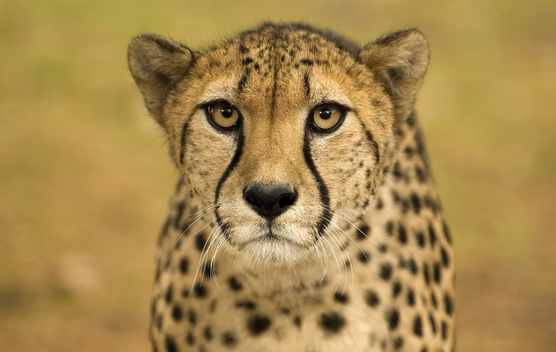 Παραβάν με ψηφιακή εκτύπωση σε βαμβακερό καμβά υψηλής ποιότητας, ειδικό για ψηφιακή εκτύπωση. Ιδανικό για διακόσμηση και σαν διαχωριστικό εσωτερικών χώρων.