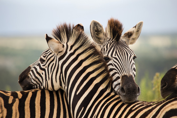 Παραβάν με ψηφιακή εκτύπωση σε βαμβακερό καμβά υψηλής ποιότητας, ειδικό για ψηφιακή εκτύπωση. Ιδανικό για διακόσμηση και σαν διαχωριστικό εσωτερικών χώρων.