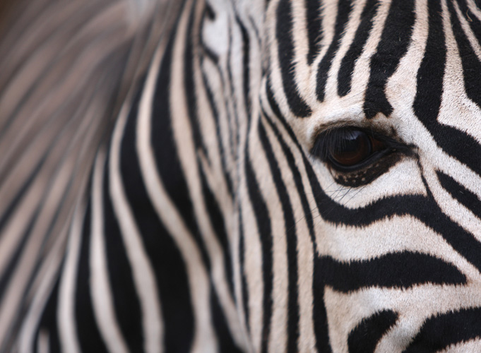 Παραβάν με ψηφιακή εκτύπωση σε βαμβακερό καμβά υψηλής ποιότητας, ειδικό για ψηφιακή εκτύπωση. Ιδανικό για διακόσμηση και σαν διαχωριστικό εσωτερικών χώρων.