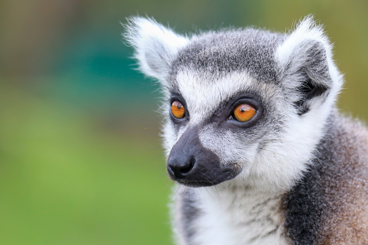 Παραβάν με ψηφιακή εκτύπωση σε βαμβακερό καμβά υψηλής ποιότητας, ειδικό για ψηφιακή εκτύπωση. Ιδανικό για διακόσμηση και σαν διαχωριστικό εσωτερικών χώρων.