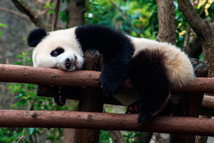 Παραβάν με ψηφιακή εκτύπωση σε βαμβακερό καμβά υψηλής ποιότητας, ειδικό για ψηφιακή εκτύπωση. Ιδανικό για διακόσμηση και σαν διαχωριστικό εσωτερικών χώρων.