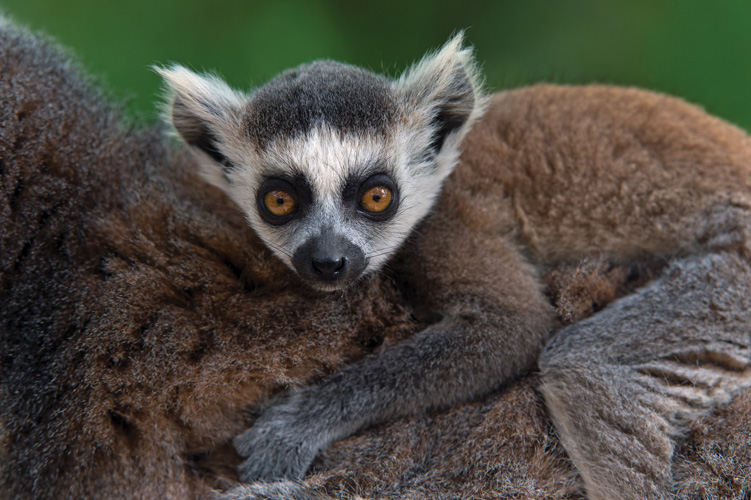Παραβάν με ψηφιακή εκτύπωση σε βαμβακερό καμβά υψηλής ποιότητας, ειδικό για ψηφιακή εκτύπωση. Ιδανικό για διακόσμηση και σαν διαχωριστικό εσωτερικών χώρων.