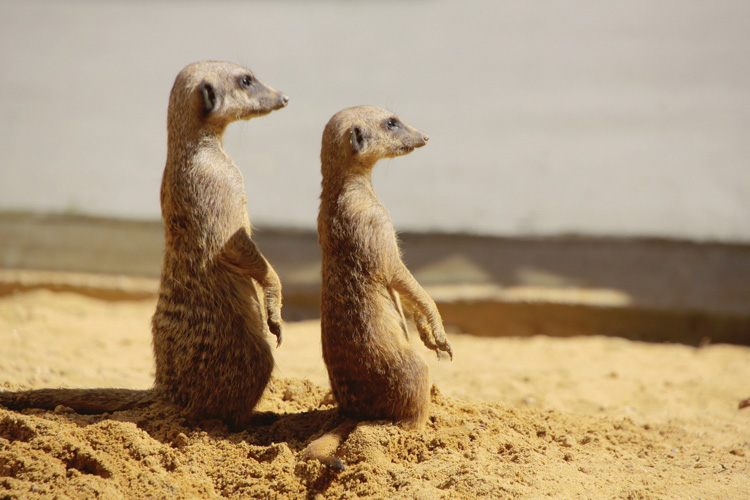 Παραβάν με ψηφιακή εκτύπωση σε βαμβακερό καμβά υψηλής ποιότητας, ειδικό για ψηφιακή εκτύπωση. Ιδανικό για διακόσμηση και σαν διαχωριστικό εσωτερικών χώρων.