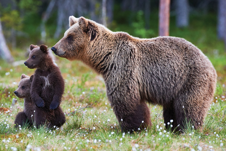 Παραβάν με ψηφιακή εκτύπωση σε βαμβακερό καμβά υψηλής ποιότητας, ειδικό για ψηφιακή εκτύπωση. Ιδανικό για διακόσμηση και σαν διαχωριστικό εσωτερικών χώρων.