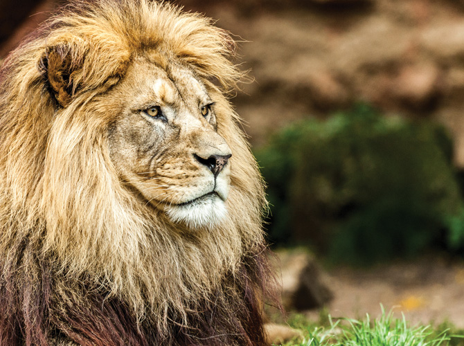 Παραβάν με ψηφιακή εκτύπωση σε βαμβακερό καμβά υψηλής ποιότητας, ειδικό για ψηφιακή εκτύπωση. Ιδανικό για διακόσμηση και σαν διαχωριστικό εσωτερικών χώρων.