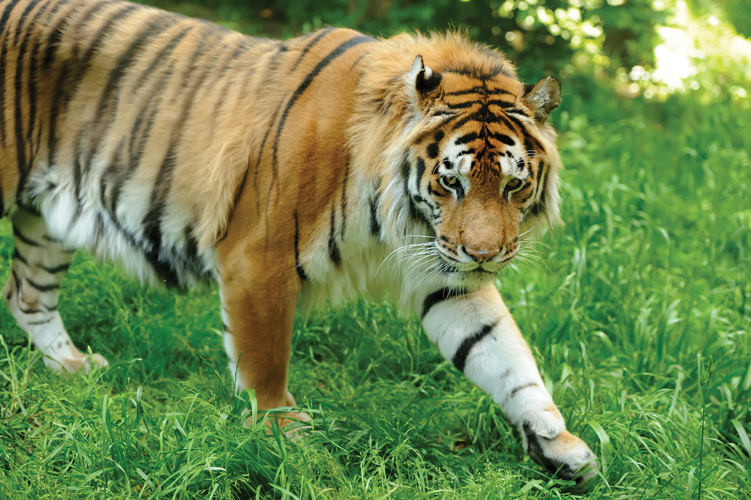 Παραβάν με ψηφιακή εκτύπωση σε βαμβακερό καμβά υψηλής ποιότητας, ειδικό για ψηφιακή εκτύπωση. Ιδανικό για διακόσμηση και σαν διαχωριστικό εσωτερικών χώρων.