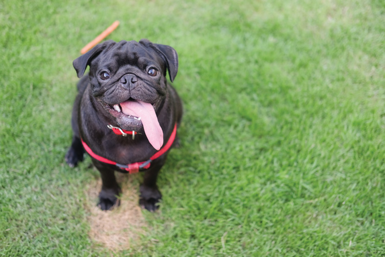 Παραβάν με ψηφιακή εκτύπωση σε βαμβακερό καμβά υψηλής ποιότητας, ειδικό για ψηφιακή εκτύπωση. Ιδανικό για διακόσμηση και σαν διαχωριστικό εσωτερικών χώρων.