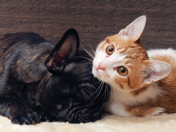 Παραβάν με ψηφιακή εκτύπωση σε βαμβακερό καμβά υψηλής ποιότητας, ειδικό για ψηφιακή εκτύπωση. Ιδανικό για διακόσμηση και σαν διαχωριστικό εσωτερικών χώρων.