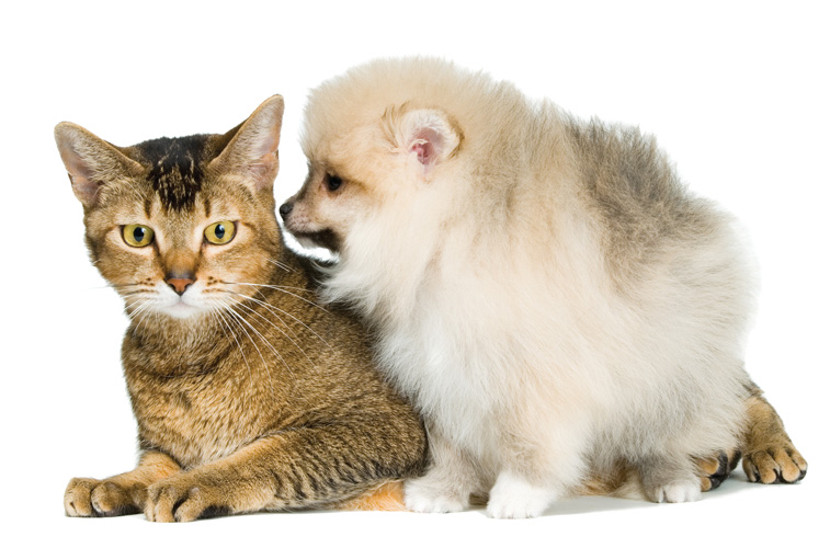 Παραβάν με ψηφιακή εκτύπωση σε βαμβακερό καμβά υψηλής ποιότητας, ειδικό για ψηφιακή εκτύπωση. Ιδανικό για διακόσμηση και σαν διαχωριστικό εσωτερικών χώρων.