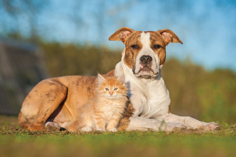Παραβάν με ψηφιακή εκτύπωση σε βαμβακερό καμβά υψηλής ποιότητας, ειδικό για ψηφιακή εκτύπωση. Ιδανικό για διακόσμηση και σαν διαχωριστικό εσωτερικών χώρων.