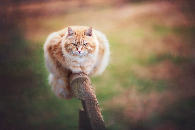 Παραβάν με ψηφιακή εκτύπωση σε βαμβακερό καμβά υψηλής ποιότητας, ειδικό για ψηφιακή εκτύπωση. Ιδανικό για διακόσμηση και σαν διαχωριστικό εσωτερικών χώρων.