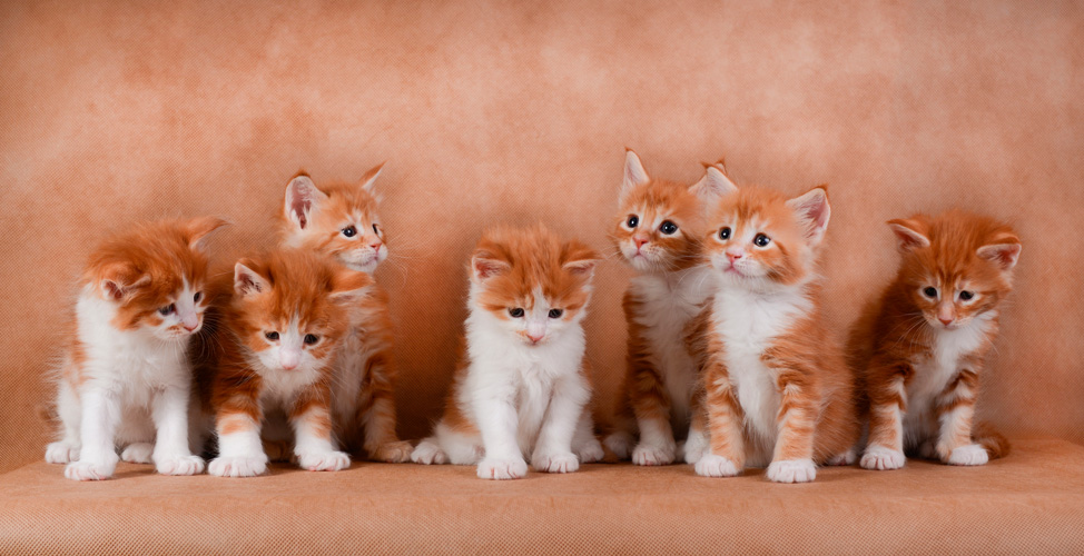 Παραβάν με ψηφιακή εκτύπωση σε βαμβακερό καμβά υψηλής ποιότητας, ειδικό για ψηφιακή εκτύπωση. Ιδανικό για διακόσμηση και σαν διαχωριστικό εσωτερικών χώρων.