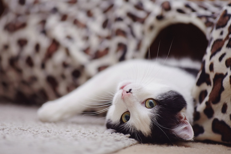 Παραβάν με ψηφιακή εκτύπωση σε βαμβακερό καμβά υψηλής ποιότητας, ειδικό για ψηφιακή εκτύπωση. Ιδανικό για διακόσμηση και σαν διαχωριστικό εσωτερικών χώρων.