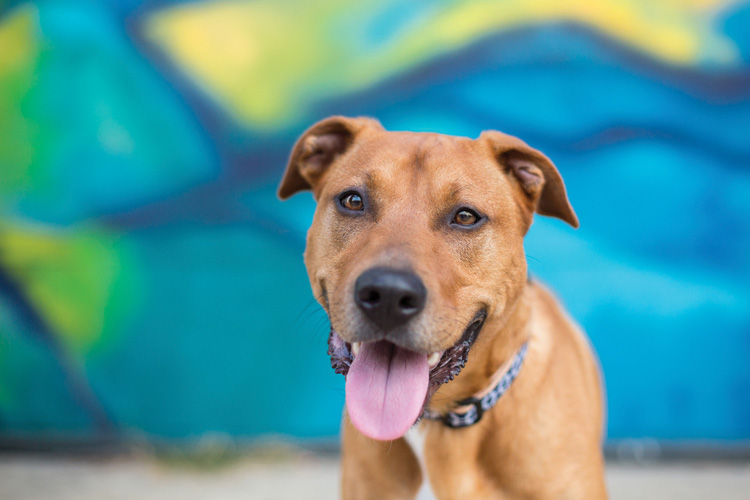 Παραβάν με ψηφιακή εκτύπωση σε βαμβακερό καμβά υψηλής ποιότητας, ειδικό για ψηφιακή εκτύπωση. Ιδανικό για διακόσμηση και σαν διαχωριστικό εσωτερικών χώρων.