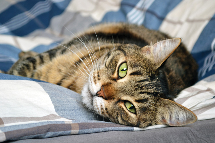 Παραβάν με ψηφιακή εκτύπωση σε βαμβακερό καμβά υψηλής ποιότητας, ειδικό για ψηφιακή εκτύπωση. Ιδανικό για διακόσμηση και σαν διαχωριστικό εσωτερικών χώρων.