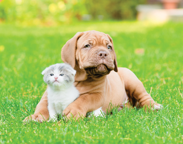 Παραβάν με ψηφιακή εκτύπωση σε βαμβακερό καμβά υψηλής ποιότητας, ειδικό για ψηφιακή εκτύπωση. Ιδανικό για διακόσμηση και σαν διαχωριστικό εσωτερικών χώρων.