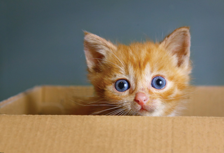 Παραβάν με ψηφιακή εκτύπωση σε βαμβακερό καμβά υψηλής ποιότητας, ειδικό για ψηφιακή εκτύπωση. Ιδανικό για διακόσμηση και σαν διαχωριστικό εσωτερικών χώρων.