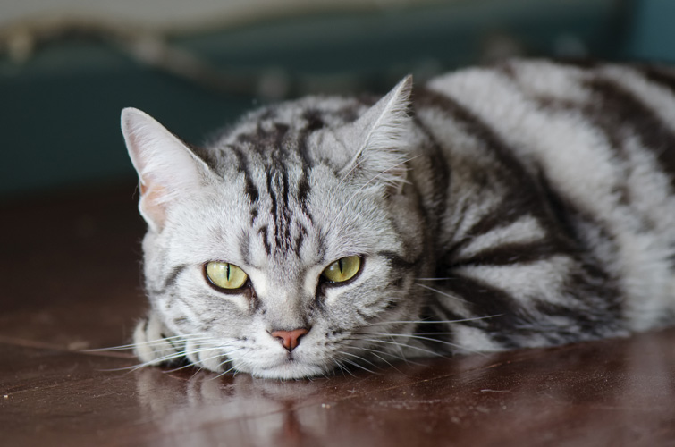 Παραβάν με ψηφιακή εκτύπωση σε βαμβακερό καμβά υψηλής ποιότητας, ειδικό για ψηφιακή εκτύπωση. Ιδανικό για διακόσμηση και σαν διαχωριστικό εσωτερικών χώρων.